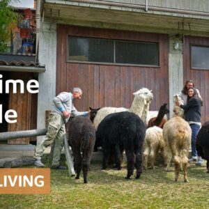 Alpacas turn decaying farm into thriving slow-fashion homestead