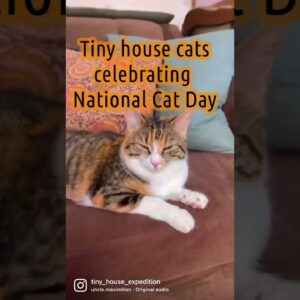 Tiny House Cats Celebrate National Cat Day 😻 #shorts