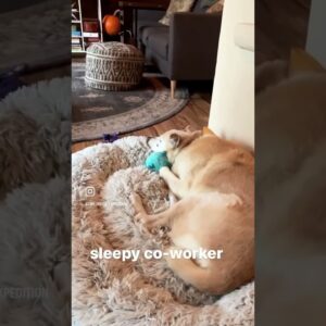 Snow day in our A-frame with sleepy dog